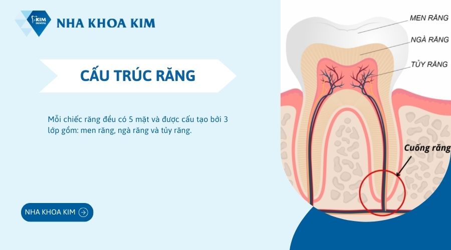 Cấu tạo cơ bản của răng
