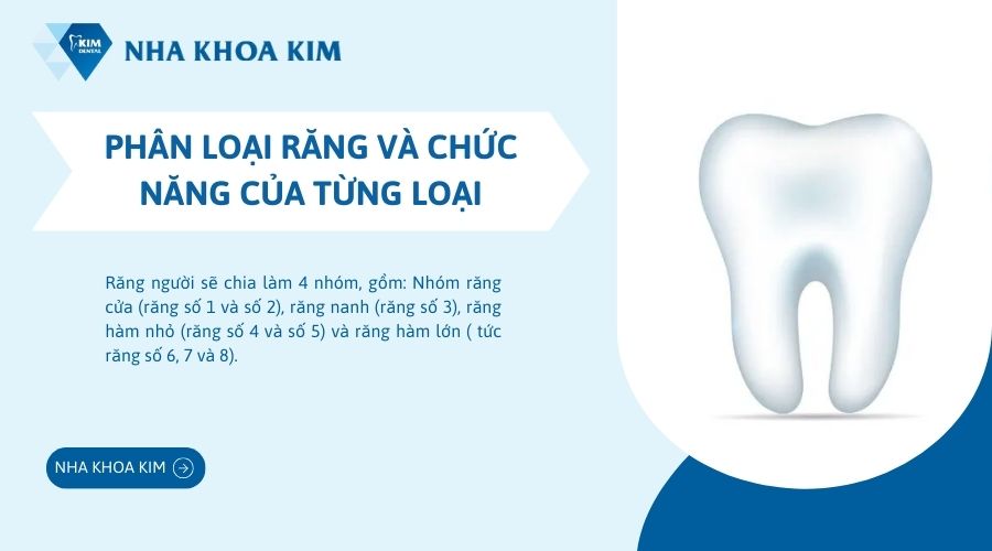 Răng có mấy loại?