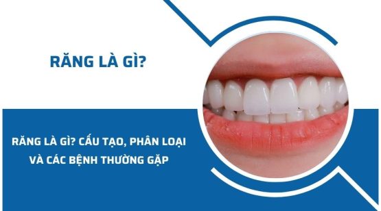 Răng là gì? Cấu tạo, phân loại và các bệnh thường gặp