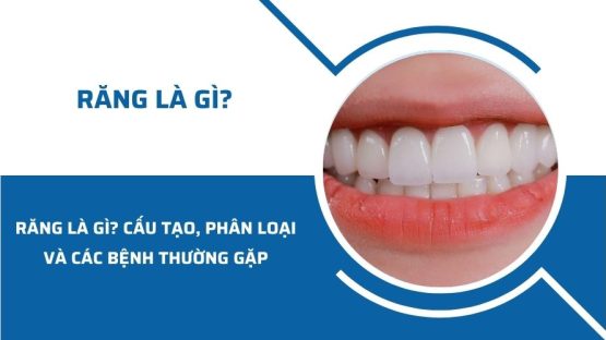 Răng là gì? Cấu tạo, phân loại và các bệnh thường gặp