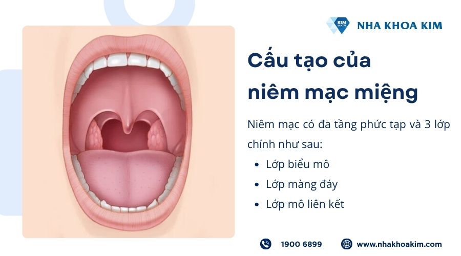 Cấu tạo của niêm mạc miệng
