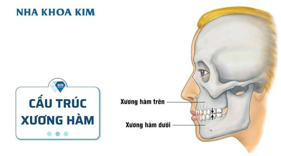 Cấu trúc xương hàm