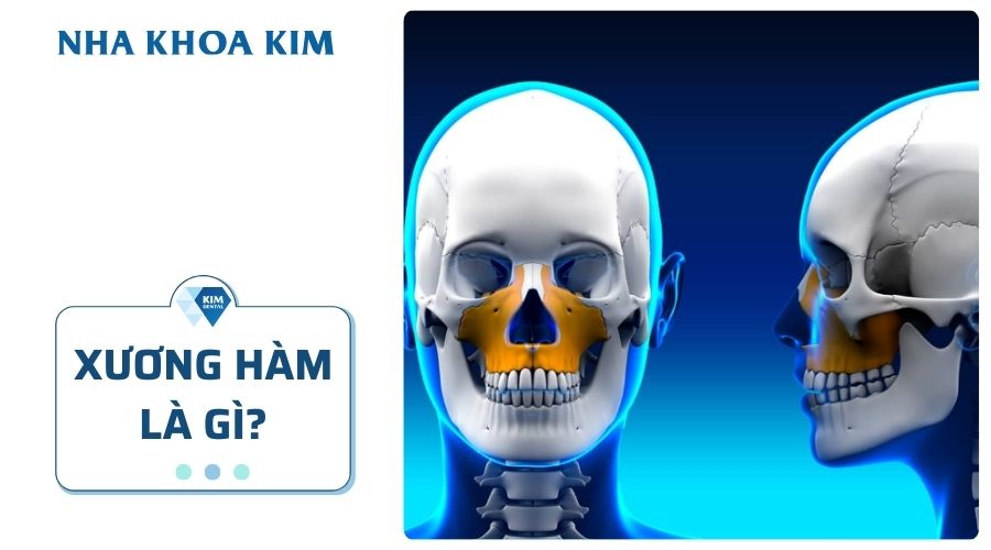 Xương hàm là gì?