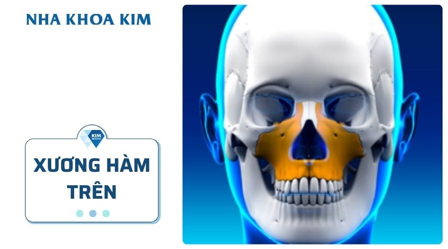 Cấu trúc xương hàm trên