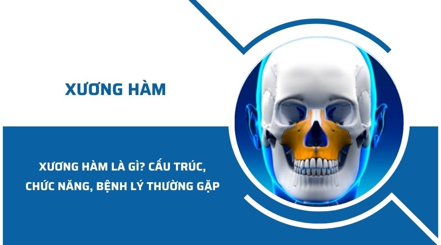 Xương hàm là gì? Cấu trúc, chức năng và bệnh lý thường gặp