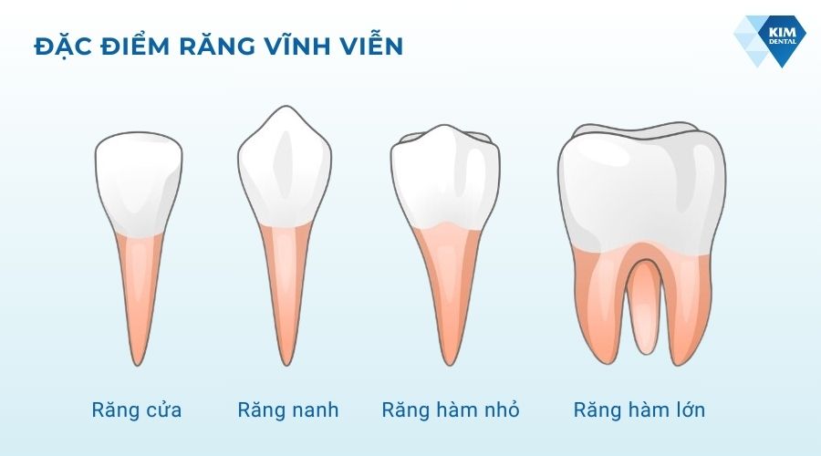 Đặc điểm của răng vĩnh viễn