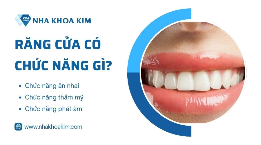 Chức năng của răng cửa