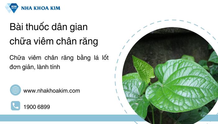 trị viêm chân răng bằng lá lốt