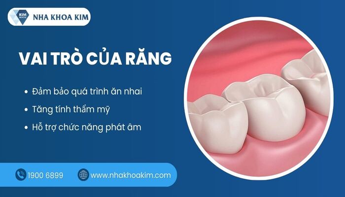 vai trò của răng