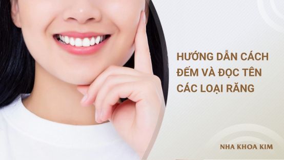 Hướng dẫn cách đếm và đọc tên các loại răng
