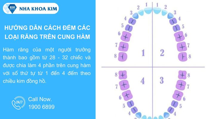 Hướng dẫn cách đếm các loại răng