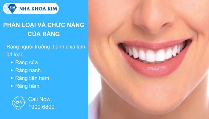 Tên và chức năng của các loại răng