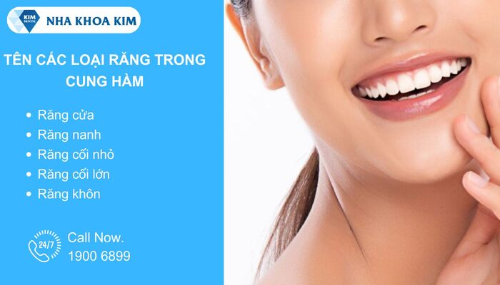 Chi tiết tên gọi của các loại răng