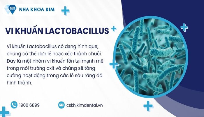 vi khuẩn sâu răng Lactobacillus