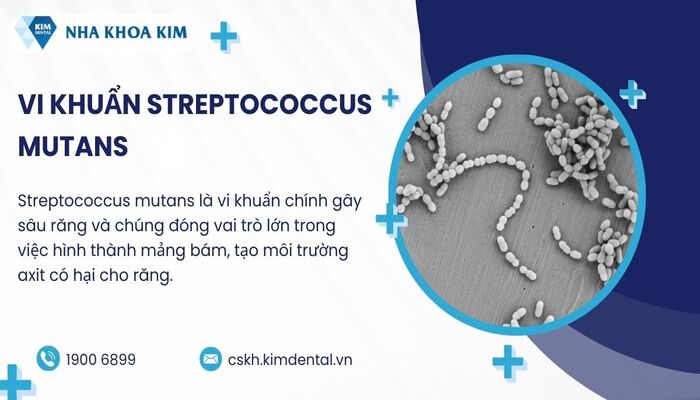 vi khuẩn Streptococcus mutans