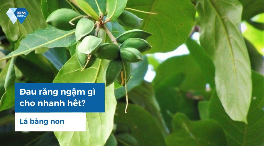 ngậm lá bàng non trị đau răng