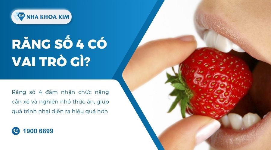Răng số 4 đảm nhiệm vai trò gì?