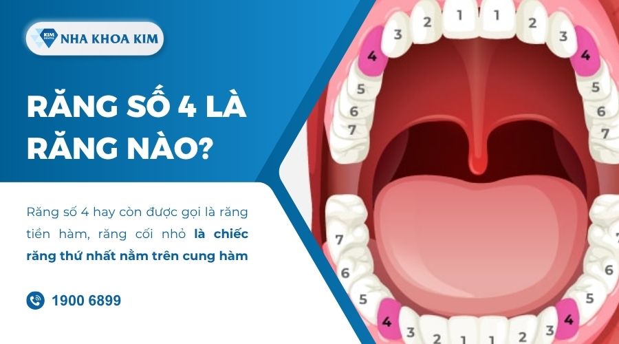 Răng số 4 là răng nào